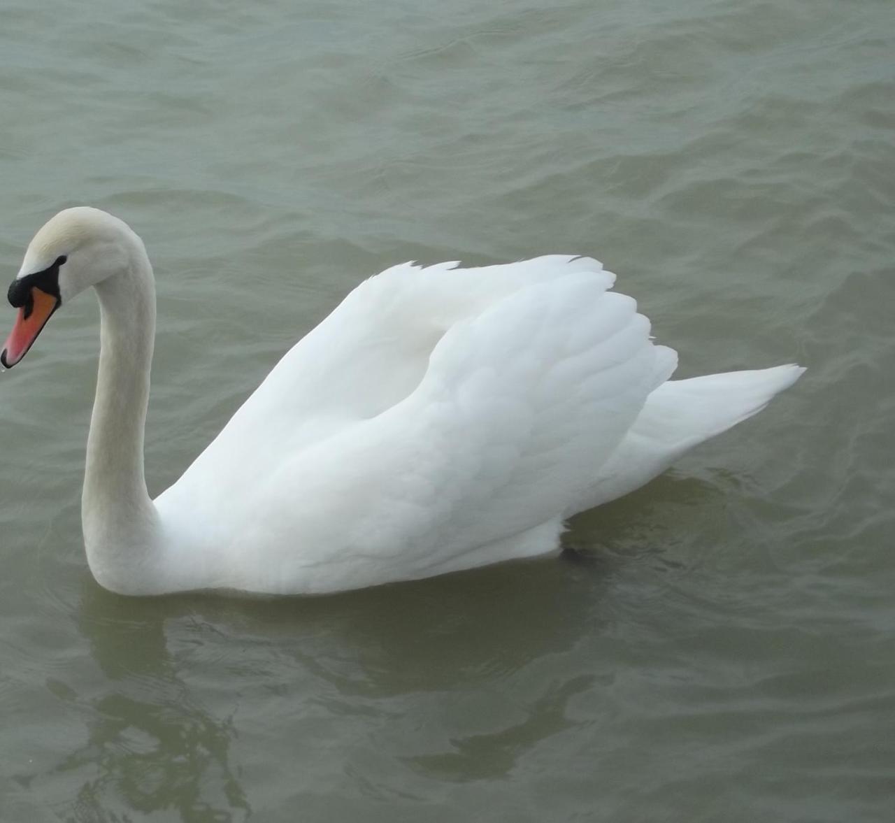 Bf Hotel Balatonföldvár Zewnętrze zdjęcie